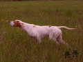 Pedigree GIPSY DE VASSIVIERE Pedigree GIPSY DE VASSIVIERE